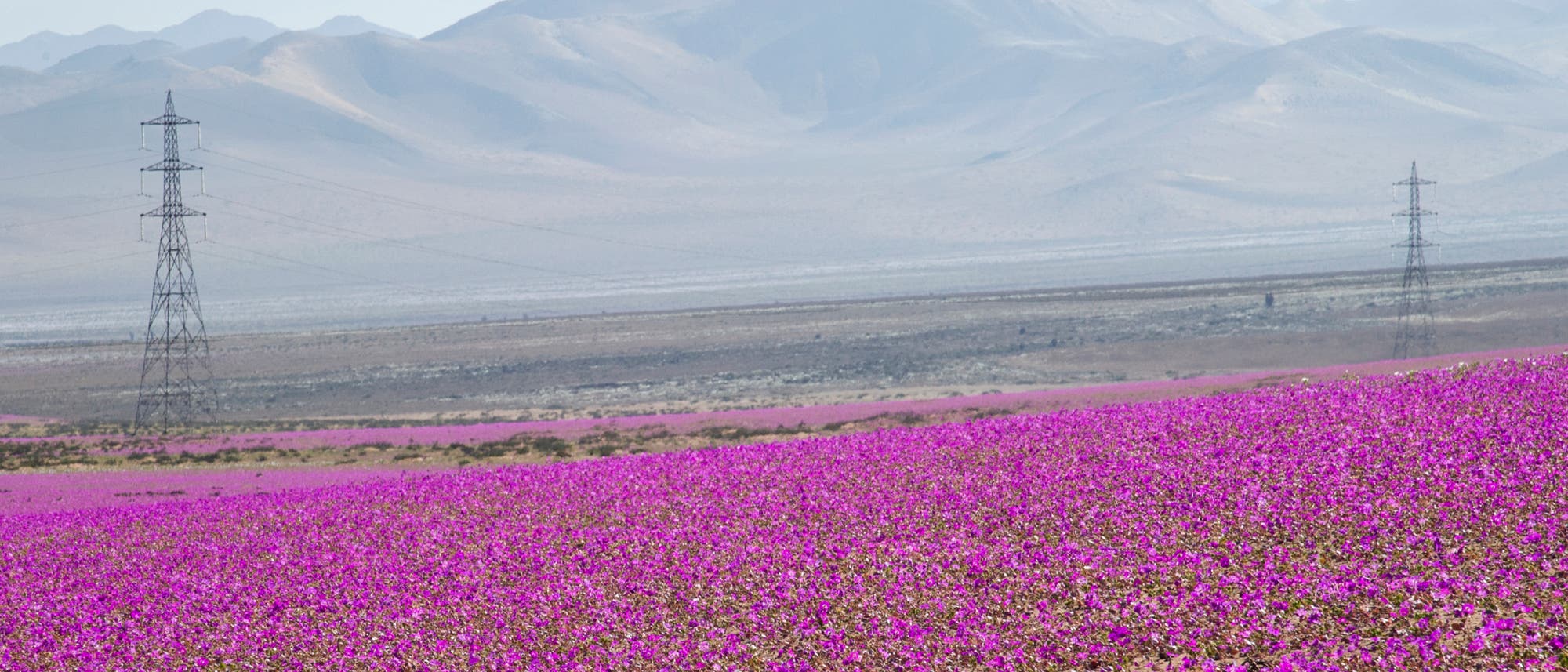 Die Atacama blüht Die Atacama blüht