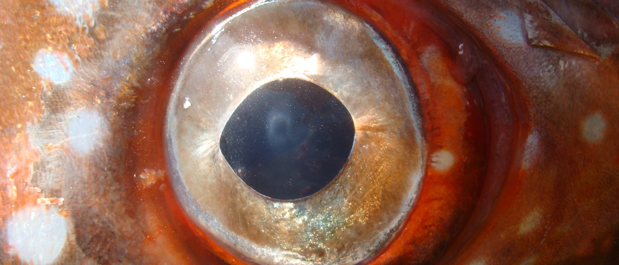 Das Auge eines Opahs Das Auge eines Opahs