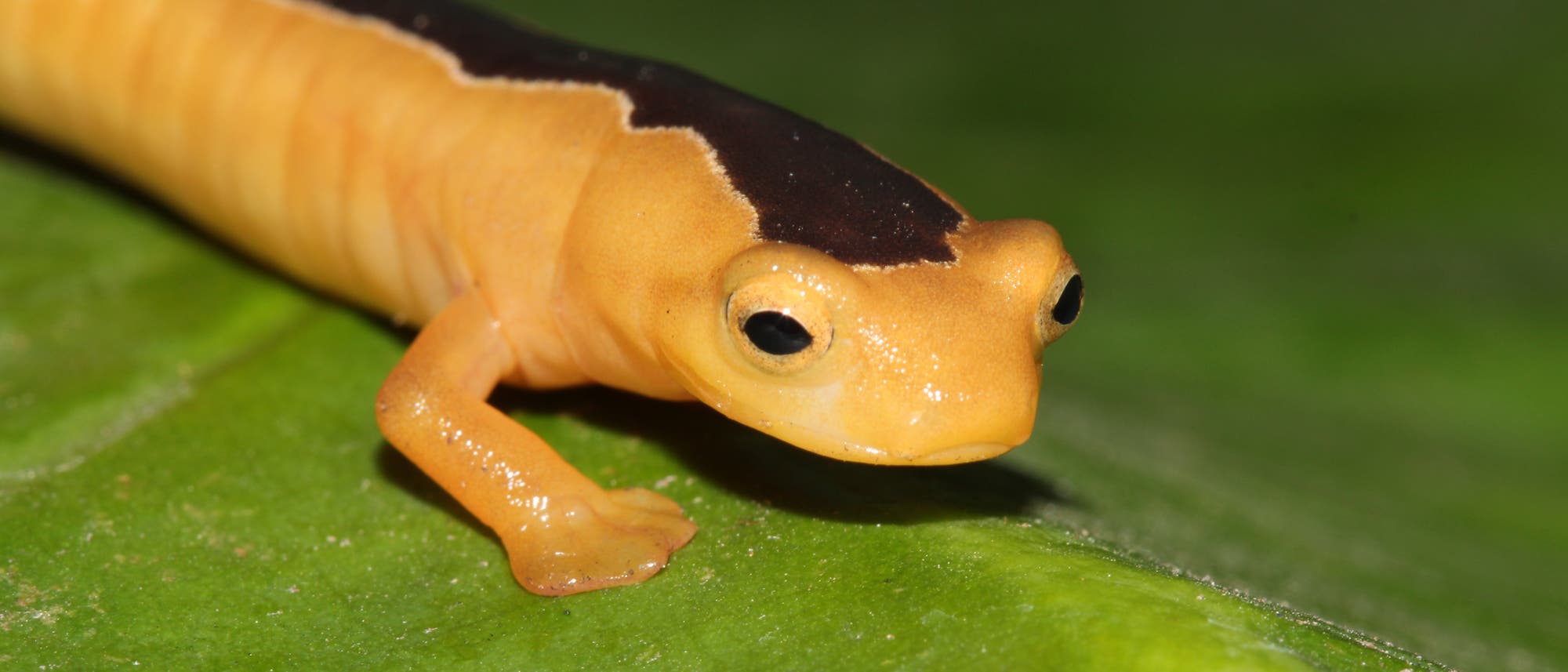 Jacksons Pilzzungensalamander Jacksons Pilzzungensalamander