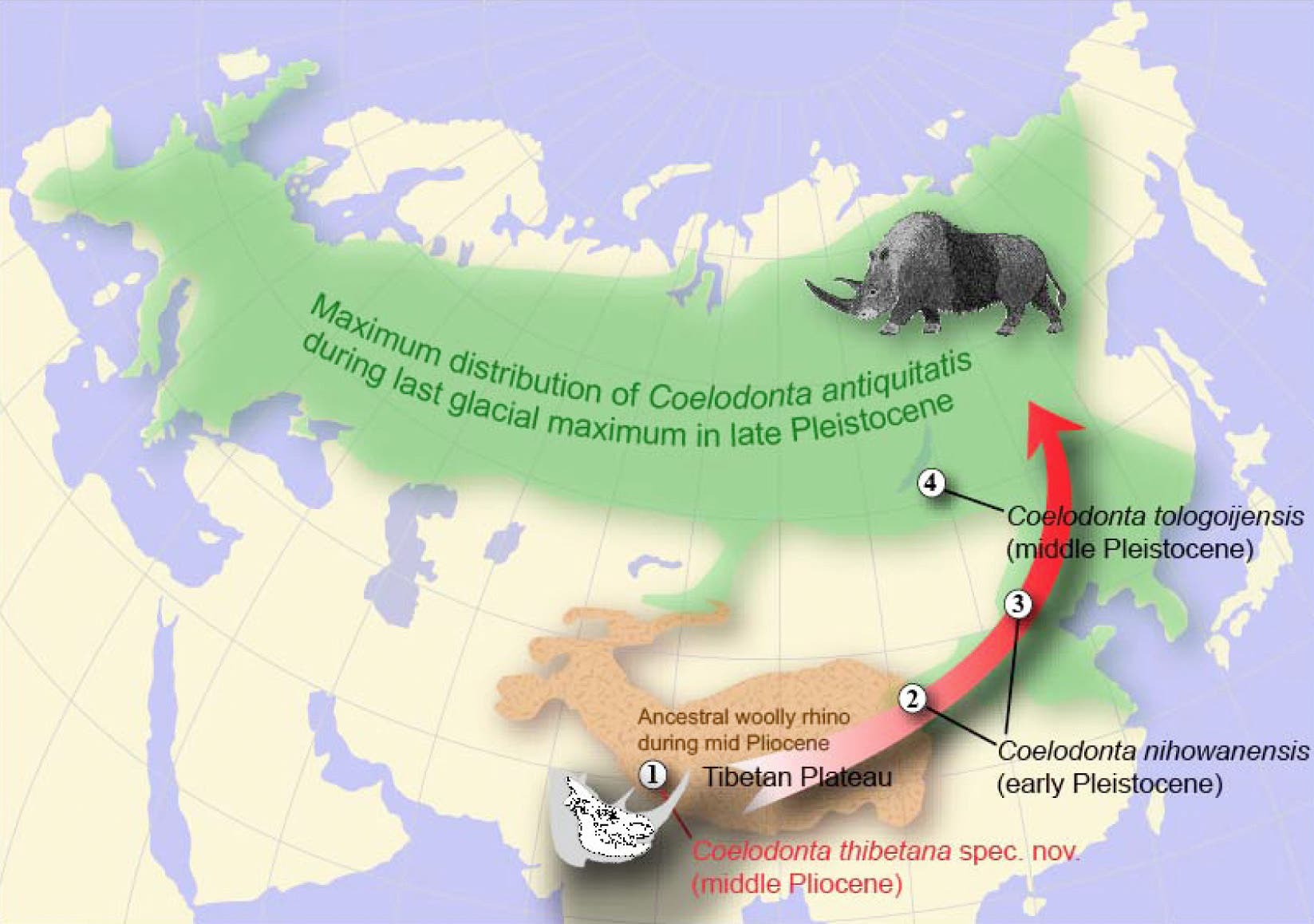 Ausbreitung des Wollnashorns vom Himalaja über Eurasien