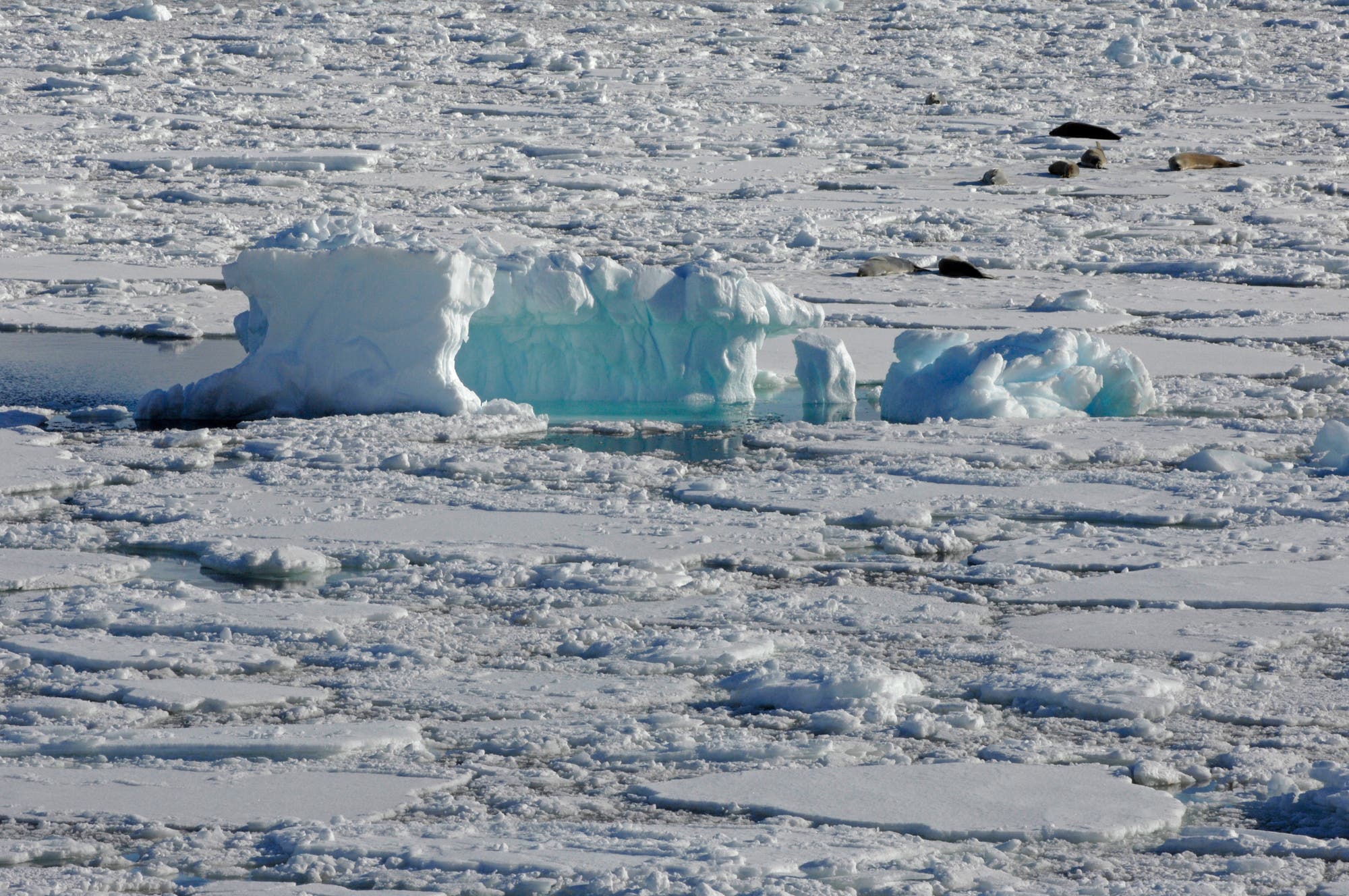 Robben liegen auf Eisschollen in der Antarktis
