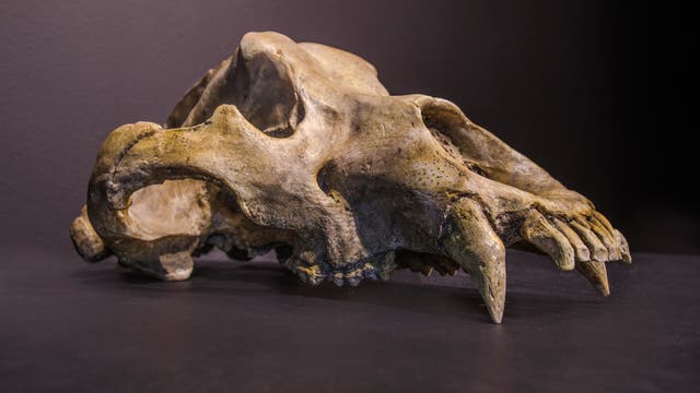 Schädel eines pleistozänen Höhlenbären 