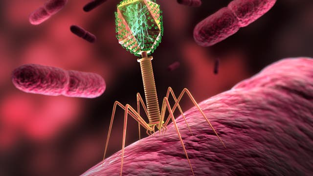 Eine Bakteriophage dockt an seinem Opfer an: Diese Viren befallen gezielt Bakterien und könnten im Kampf gegen die Mikroben helfen.