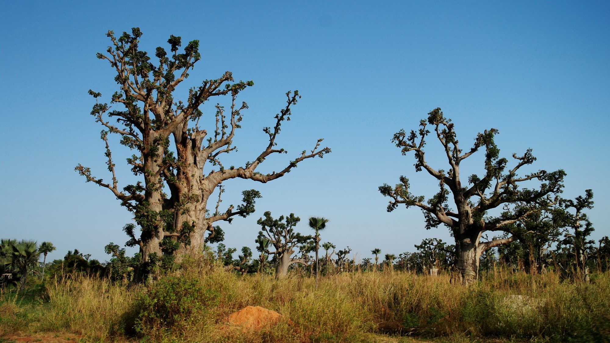Baobab-Bäume im Senegal Baobab-Bäume im Senegal