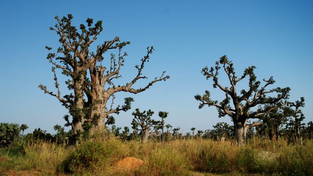 Baobab-Bäume im Senegal