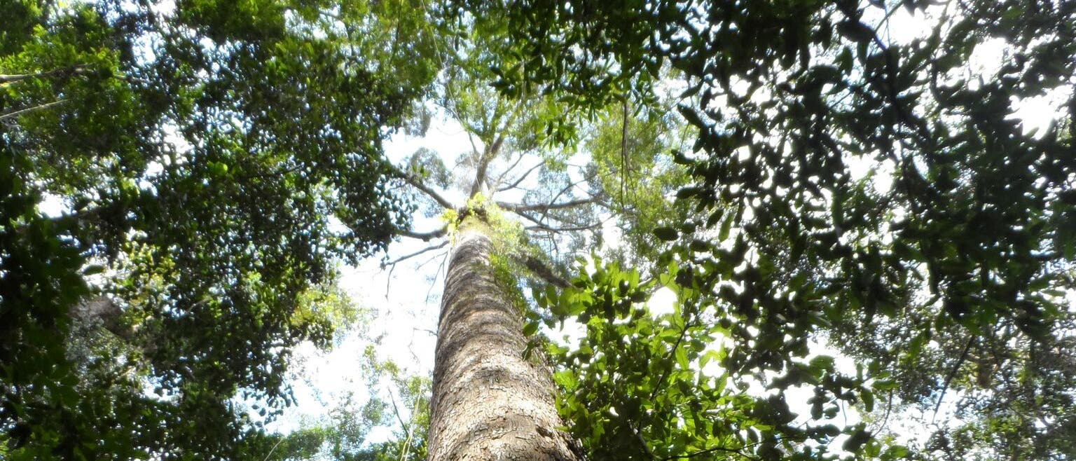 Der Gelbe Merantibaum im Norden Borneos ist der höchte Baum der Tropen. Der Gelbe Merantibaum im Norden Borneos ist der höchte Baum der Tropen.