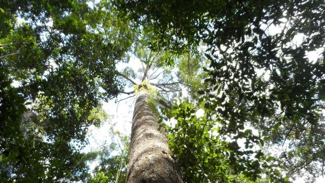 Der Gelbe Merantibaum im Norden Borneos ist der höchte Baum der Tropen. 