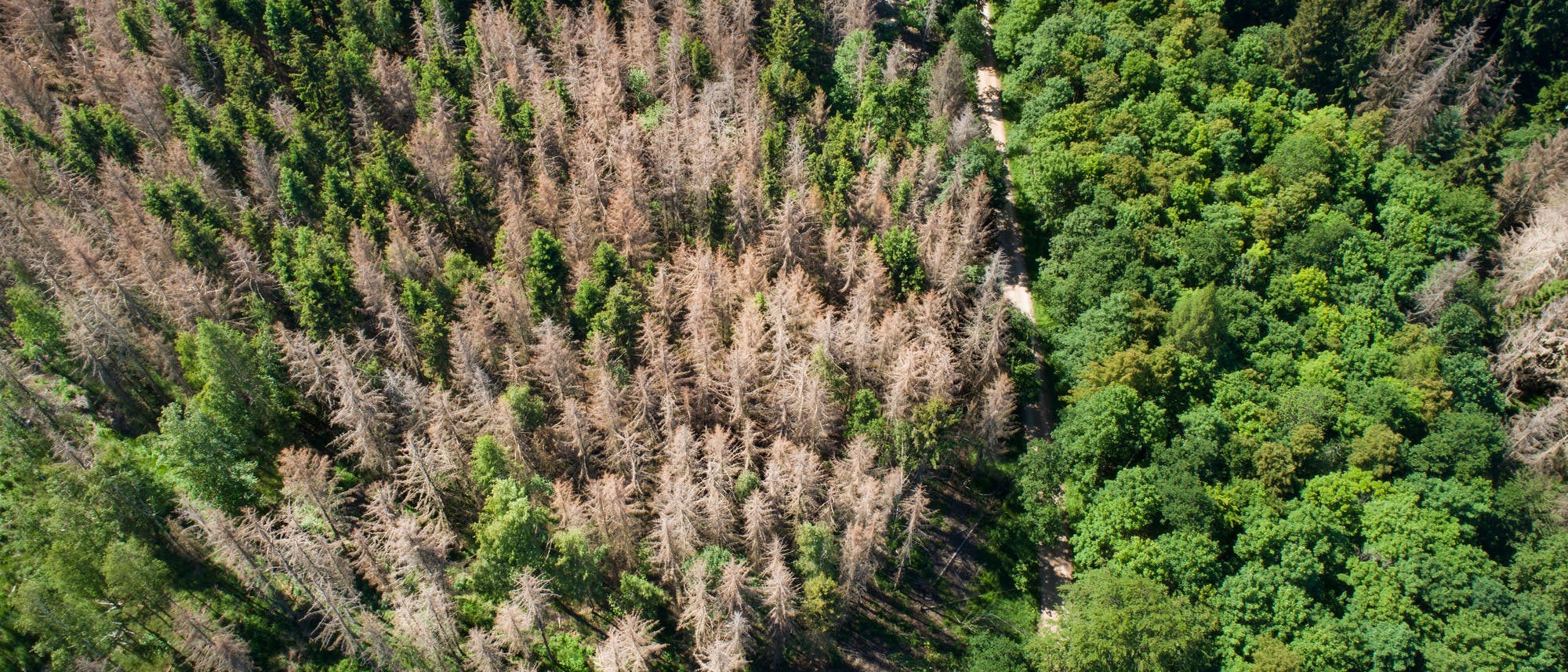 Baumsterben in mitteleuropäischen Wäldern Baumsterben in mitteleuropäischen Wäldern