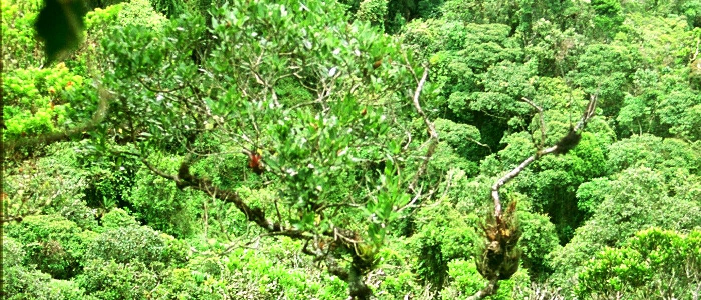 Unberührter Bergregenwald in Ecuador Unberührter Bergregenwald in Ecuador