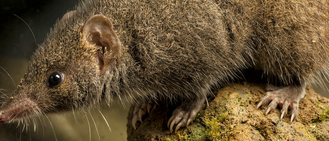 Neue australische Beutelmaus Neue australische Beutelmaus