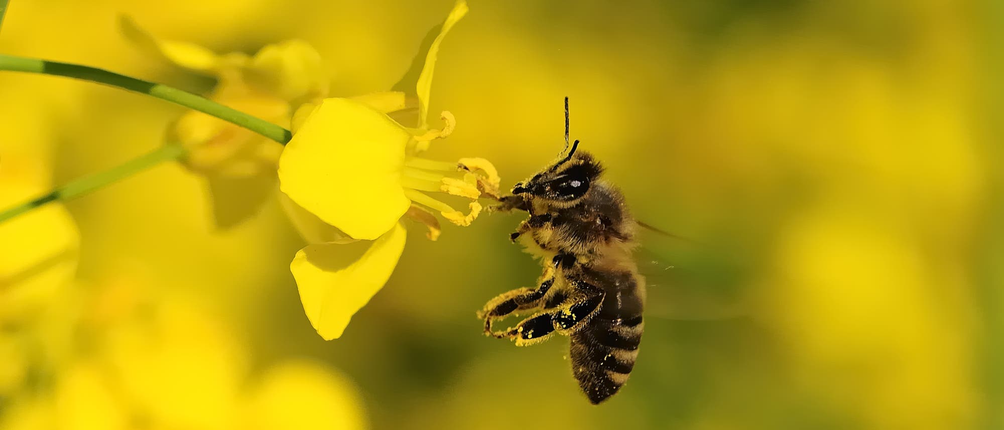 Biene an Rapsblüte Biene an Rapsblüte
