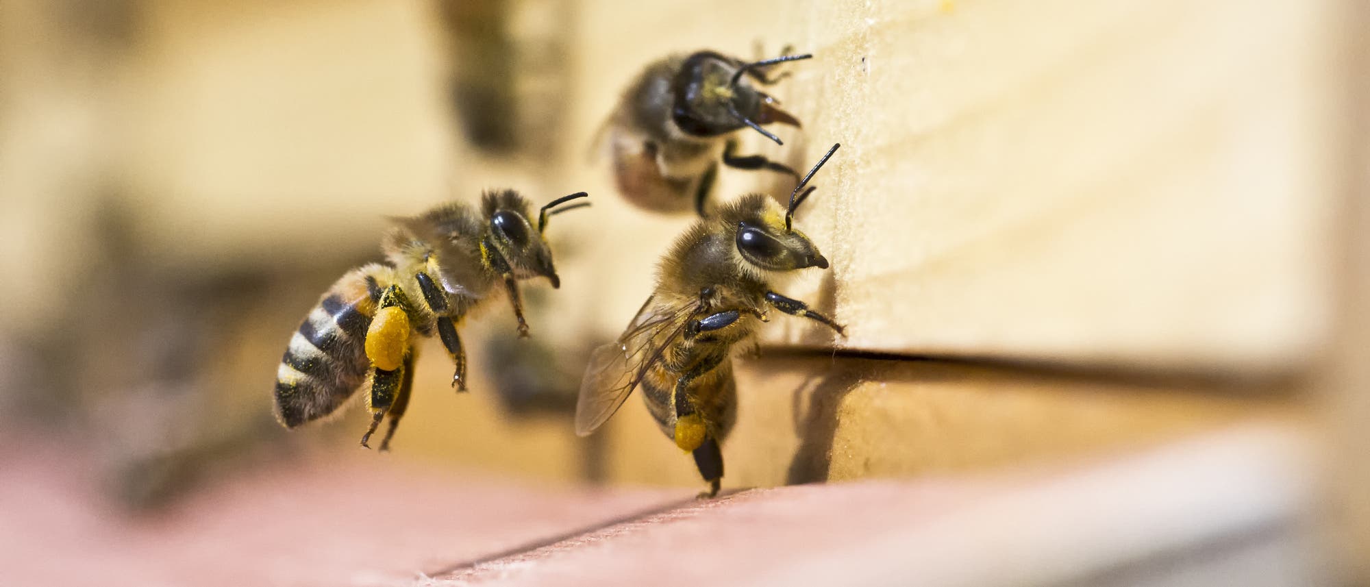 Mit Pollen beladene Bienen am Bienenstock Mit Pollen beladene Bienen am Bienenstock