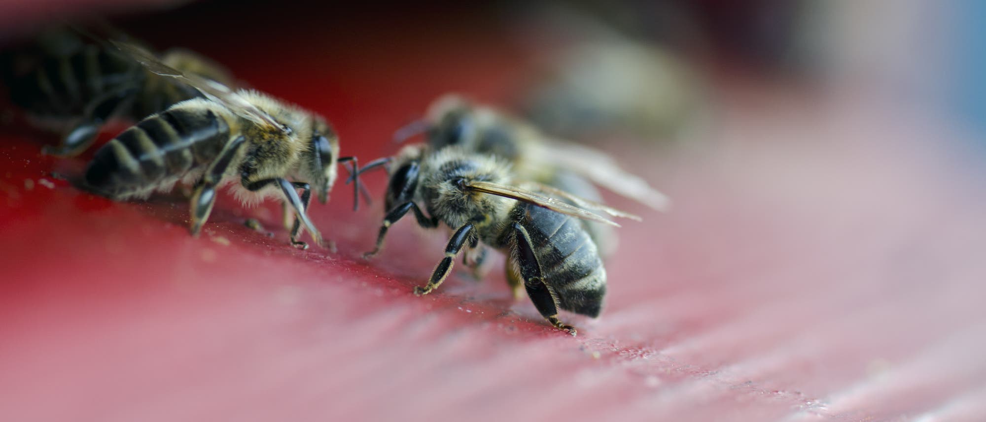 Wächter am Eingang des Bienenstocks Wächter am Eingang des Bienenstocks
