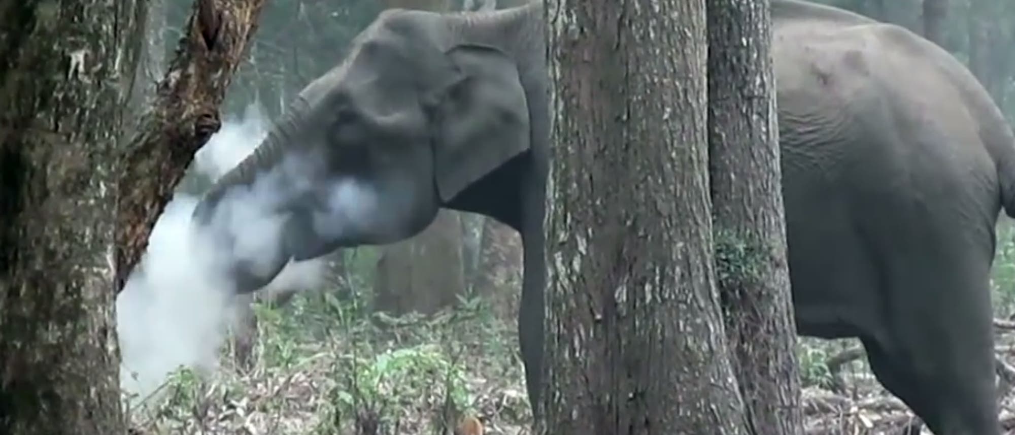 Elefant qualmt Elefant qualmt