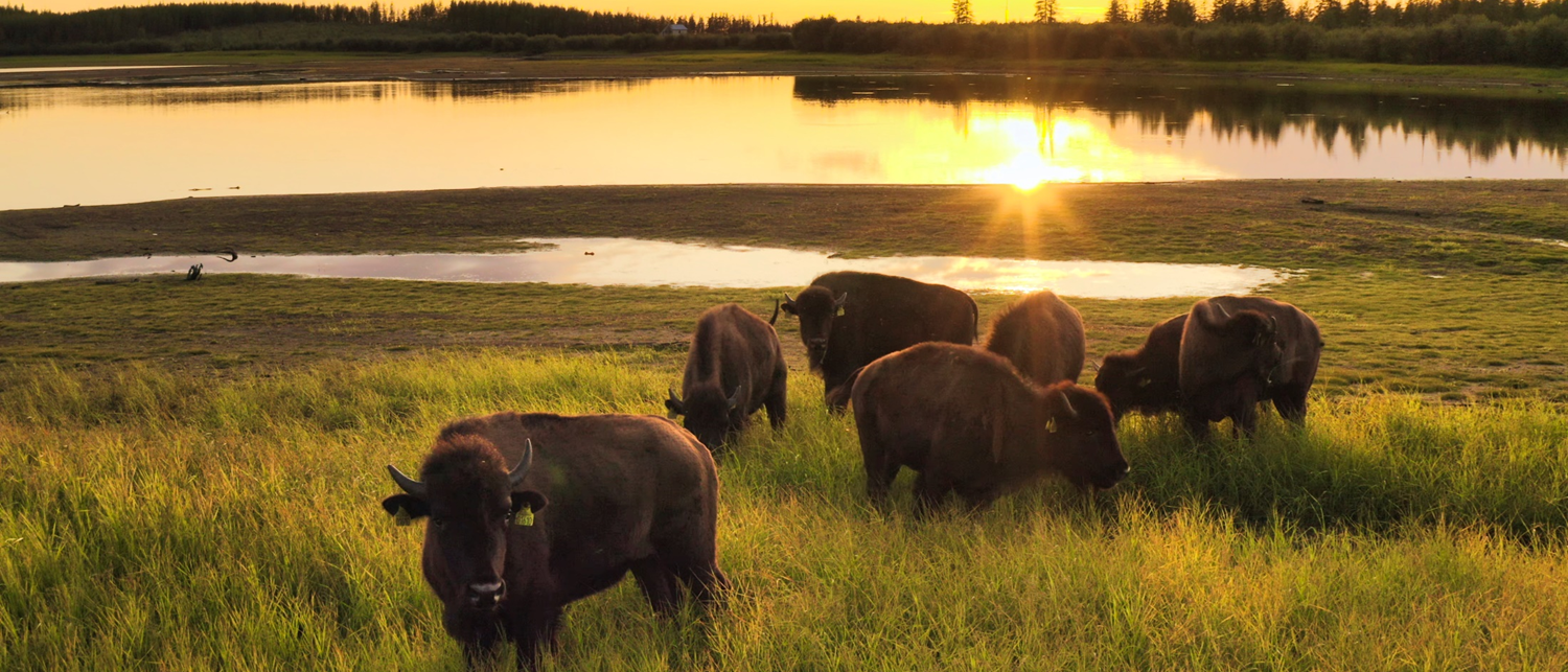 Bisons im Pleistozän Park