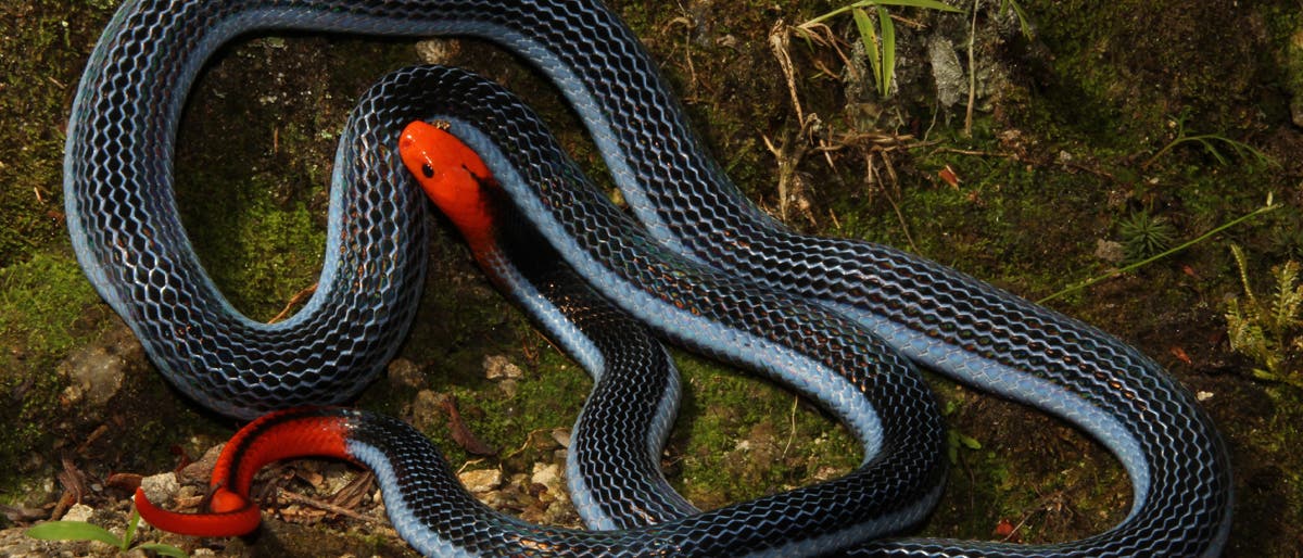 Blaue Bauchdrüsenotter ist eine Giftschlange Blaue Bauchdrüsenotter ist eine Giftschlange