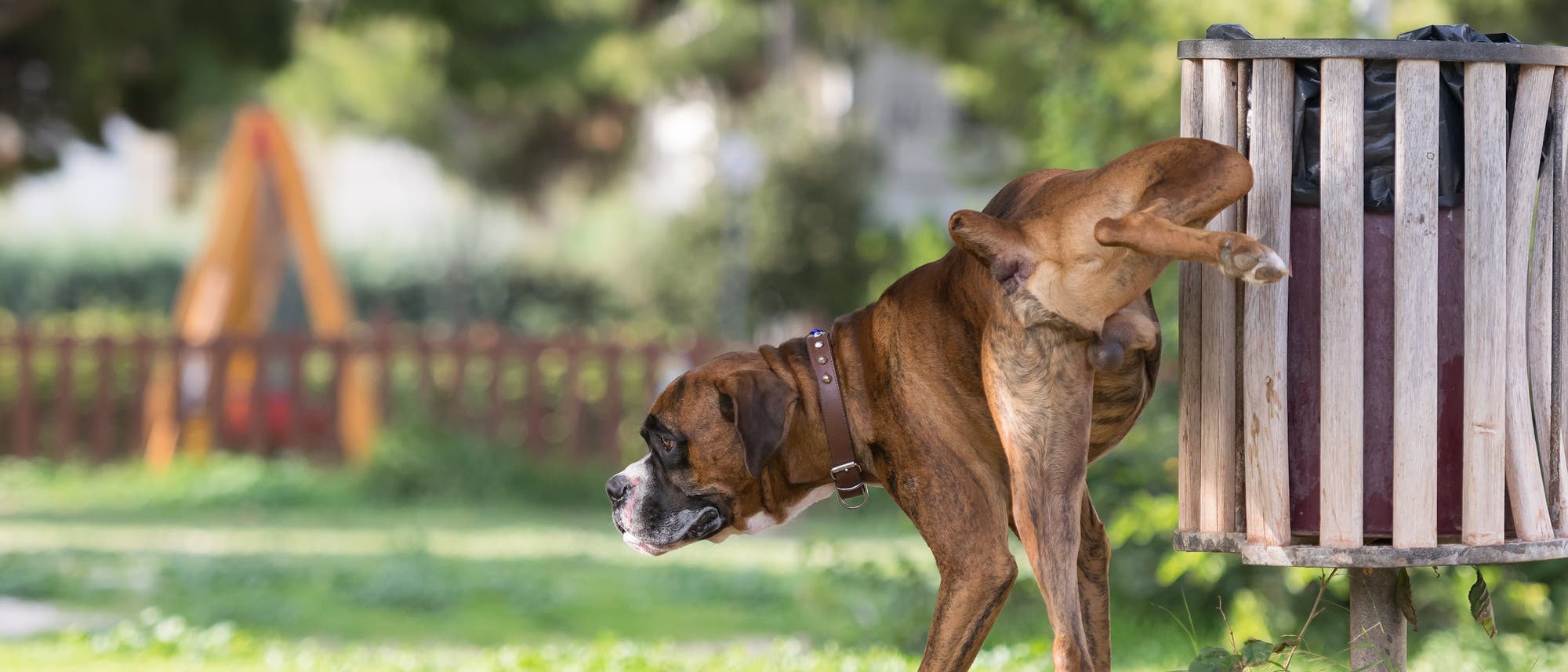 Hund markiert Revier Hund markiert Revier