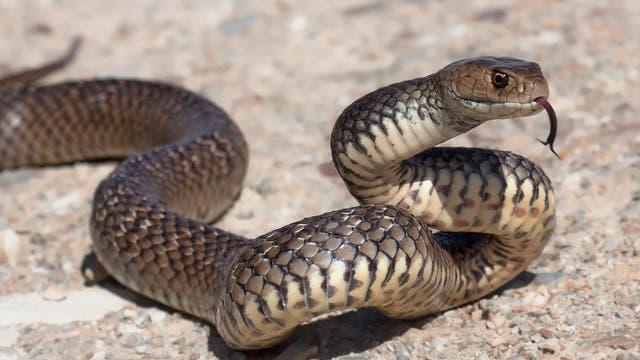 Ein lang gestreckter dünner Körper ganz ohne Beine – Schlangen sind hervorragend an das Gleiten auf dem Untergrund angepasst.