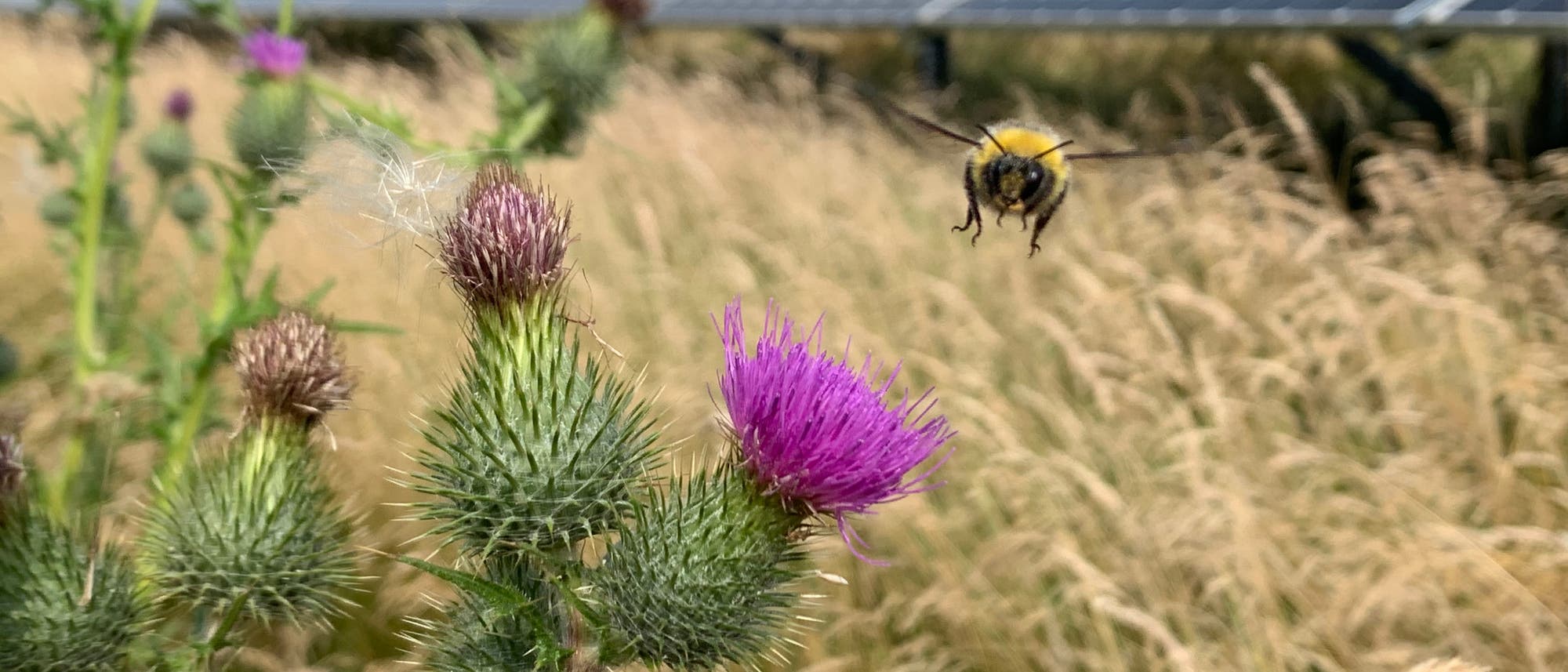 Hummel im Solarpark Hummel im Solarpark