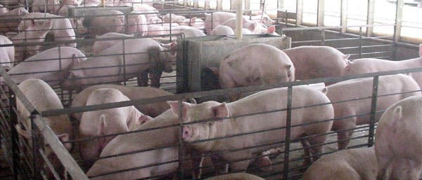 Schweine-Intensivmastbetrieb in den USA Schweine-Intensivmastbetrieb in den USA