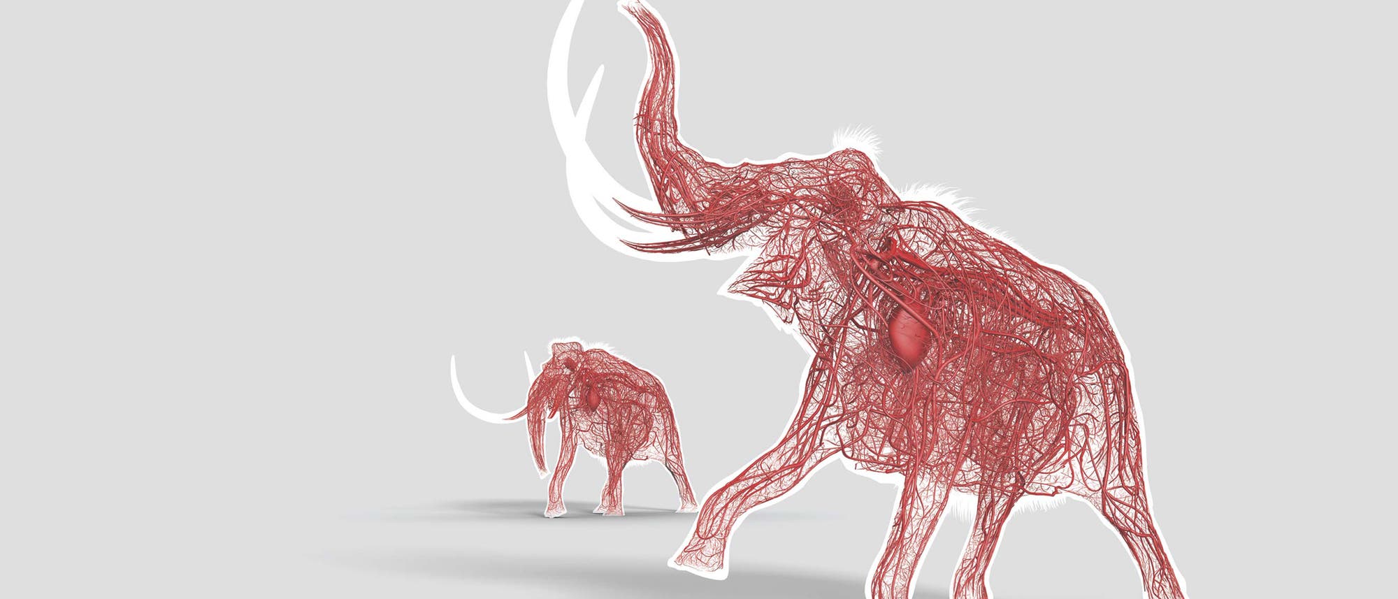 Mammut Mammut