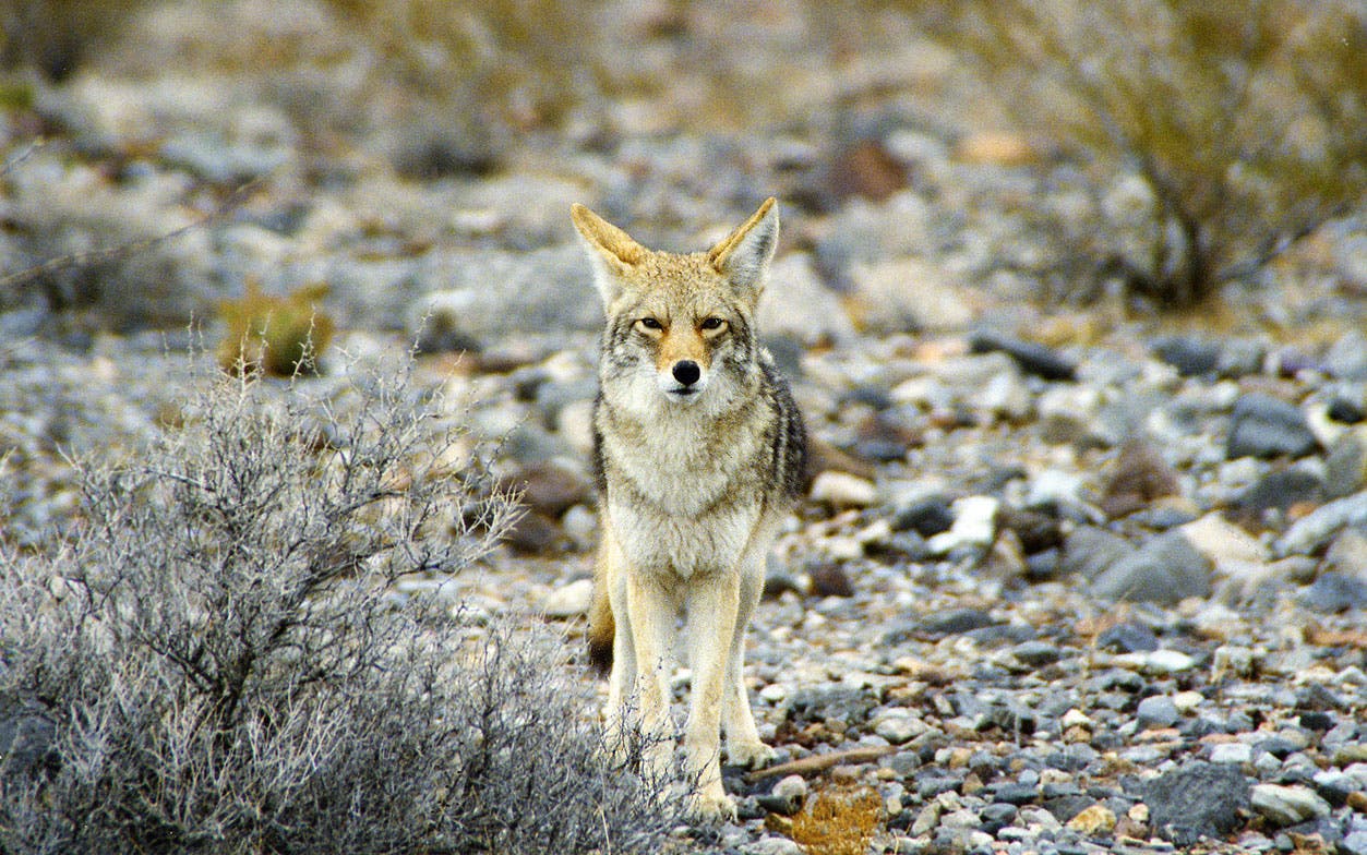 Alles im Blick. Kojote im Death Valley