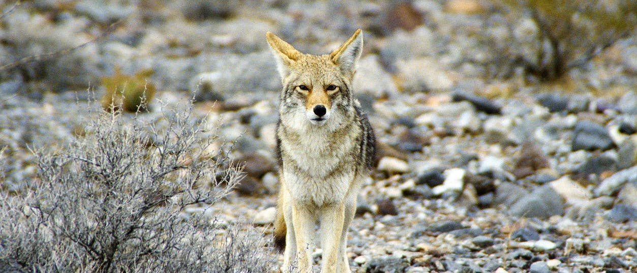 Alles im Blick. Kojote im Death Valley Alles im Blick. Kojote im Death Valley