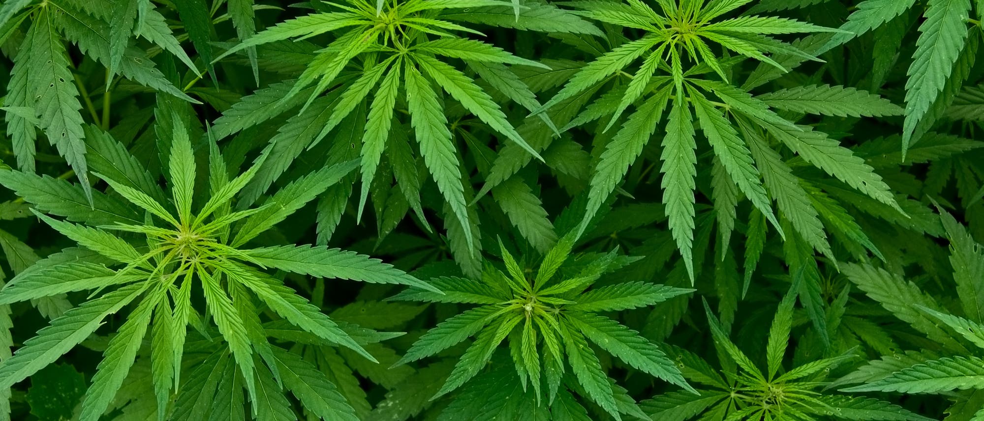 Cannabis Cannabis