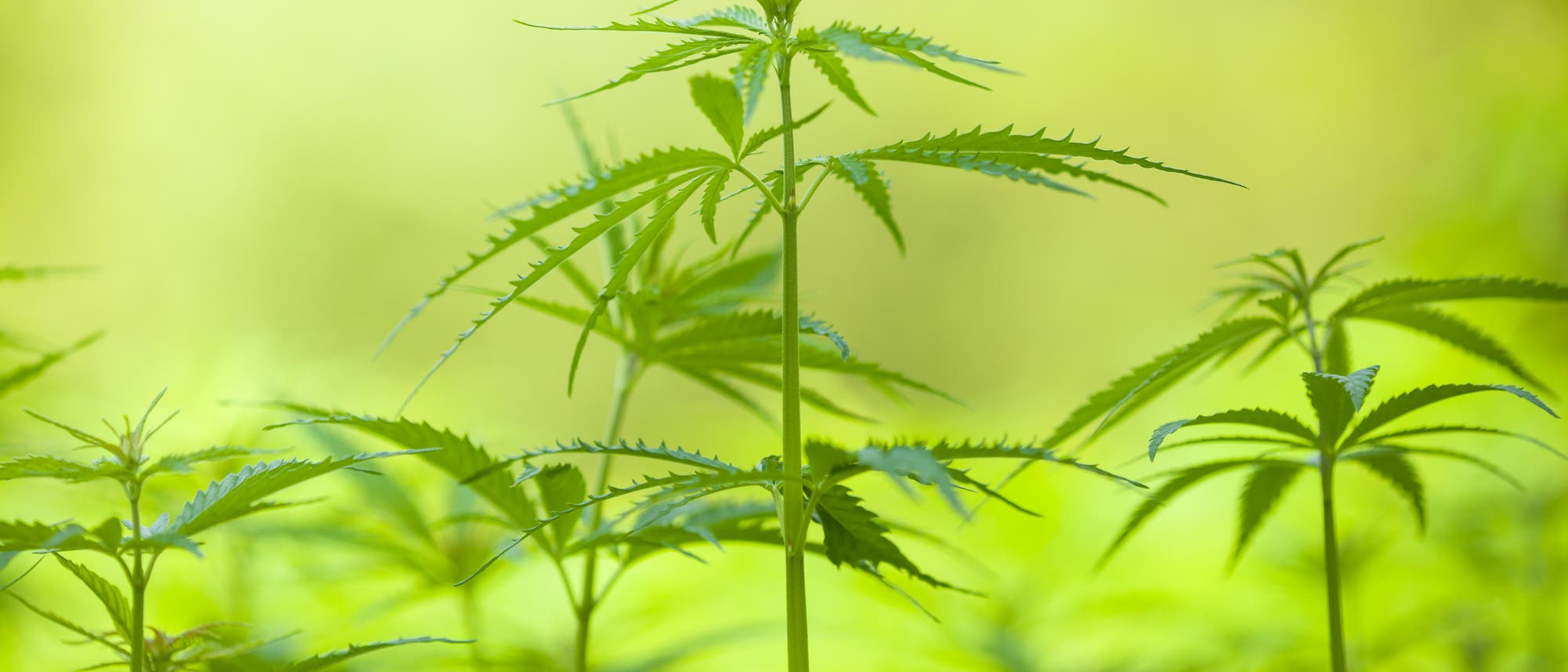Cannabis Cannabis