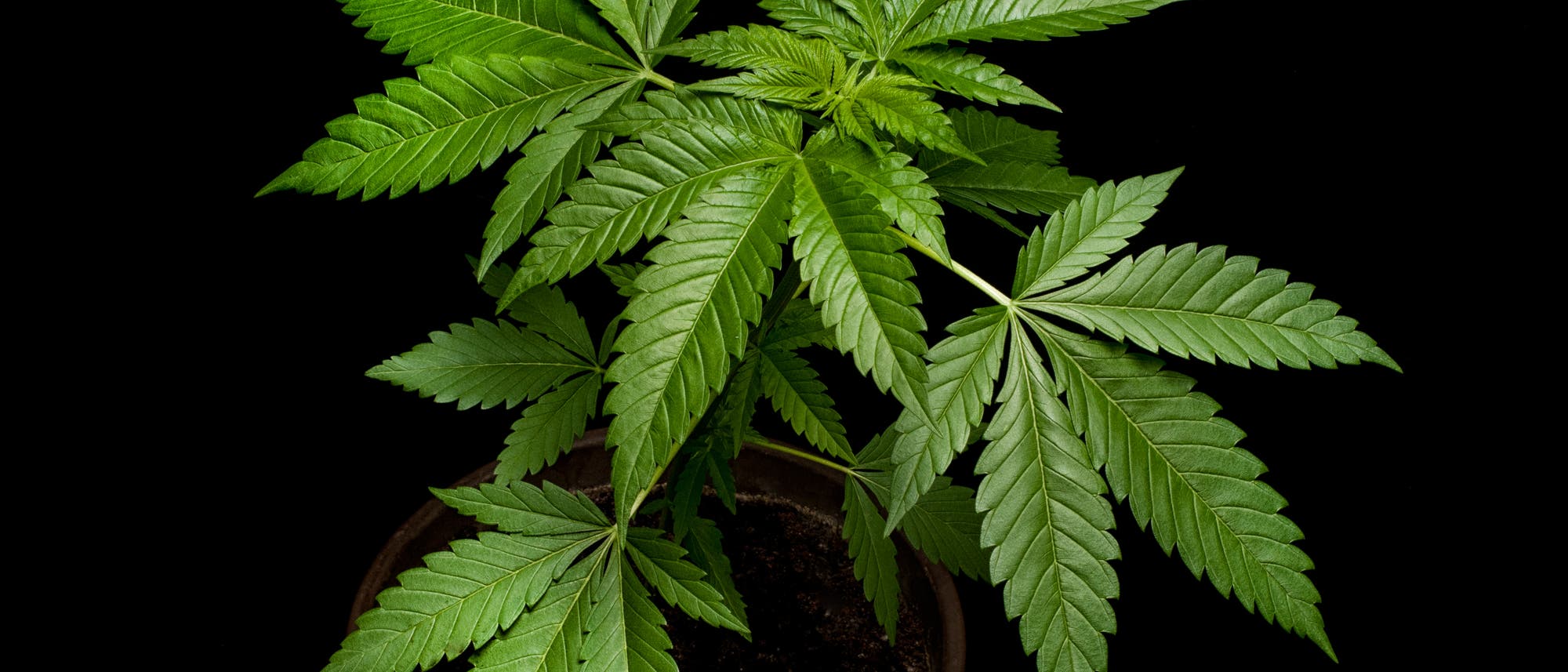 Cannabis Cannabis