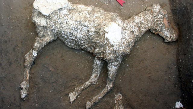 Gipsabguss eines Pferdes aus Pompeji