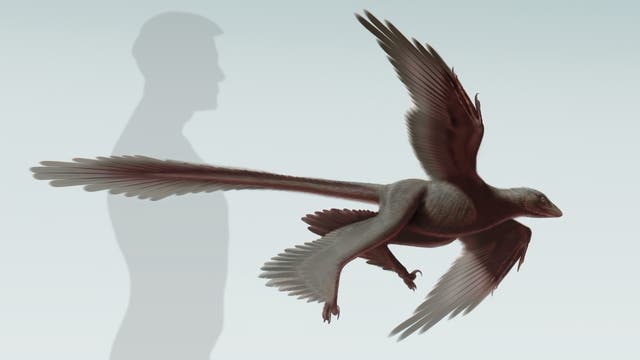 Lebendrekonstruktion des Microraptors