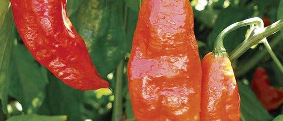 Bhut Jolokia Bhut Jolokia