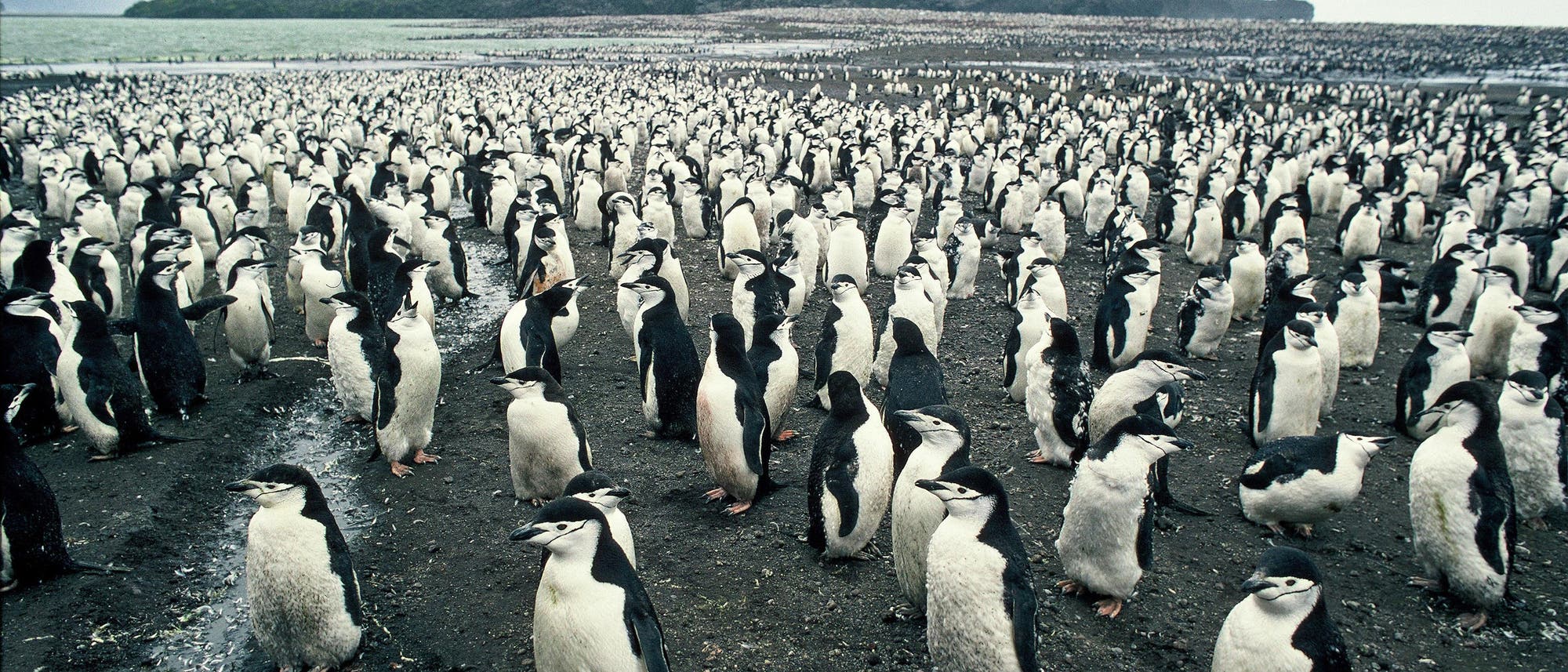 Eine Kolonie Zügelpinguine auf Zavodovski in der Subantarktis Eine Kolonie Zügelpinguine auf Zavodovski in der Subantarktis