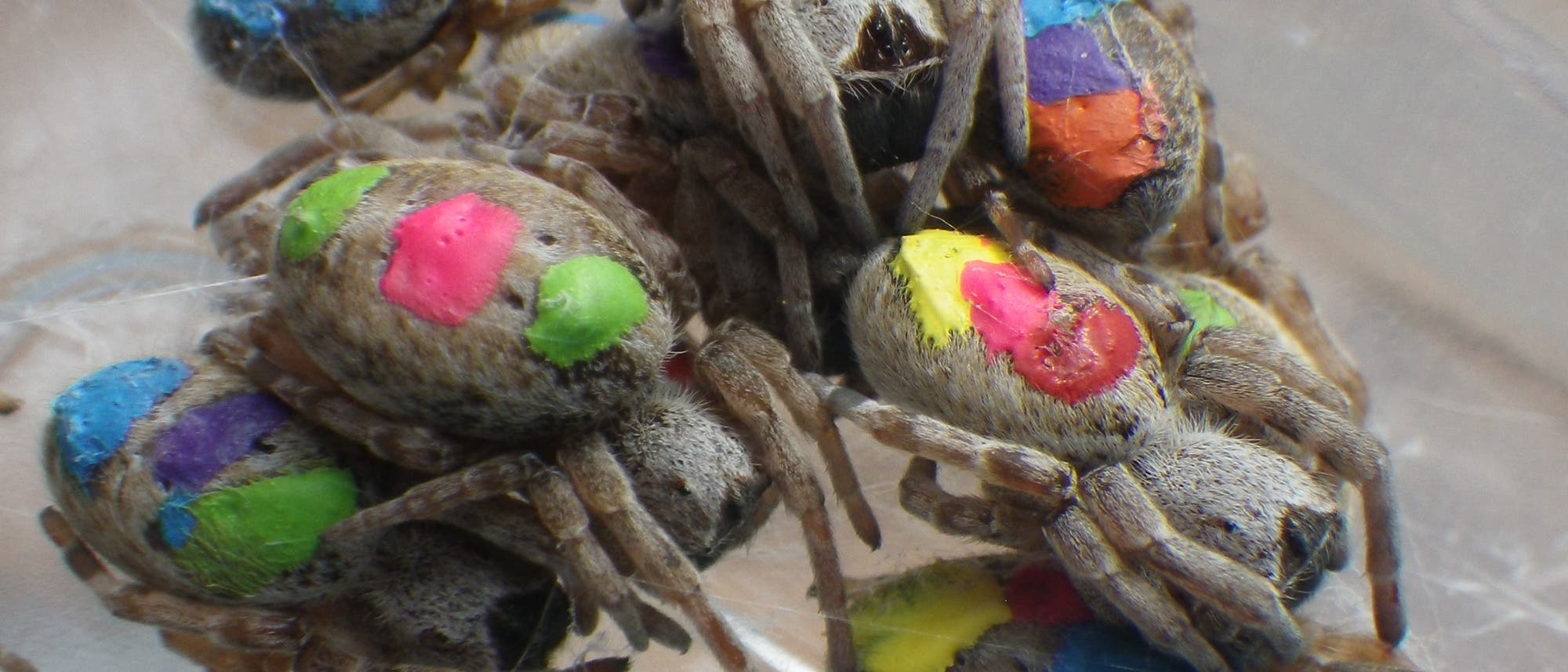 Farbmarkierte Spinnen Farbmarkierte Spinnen