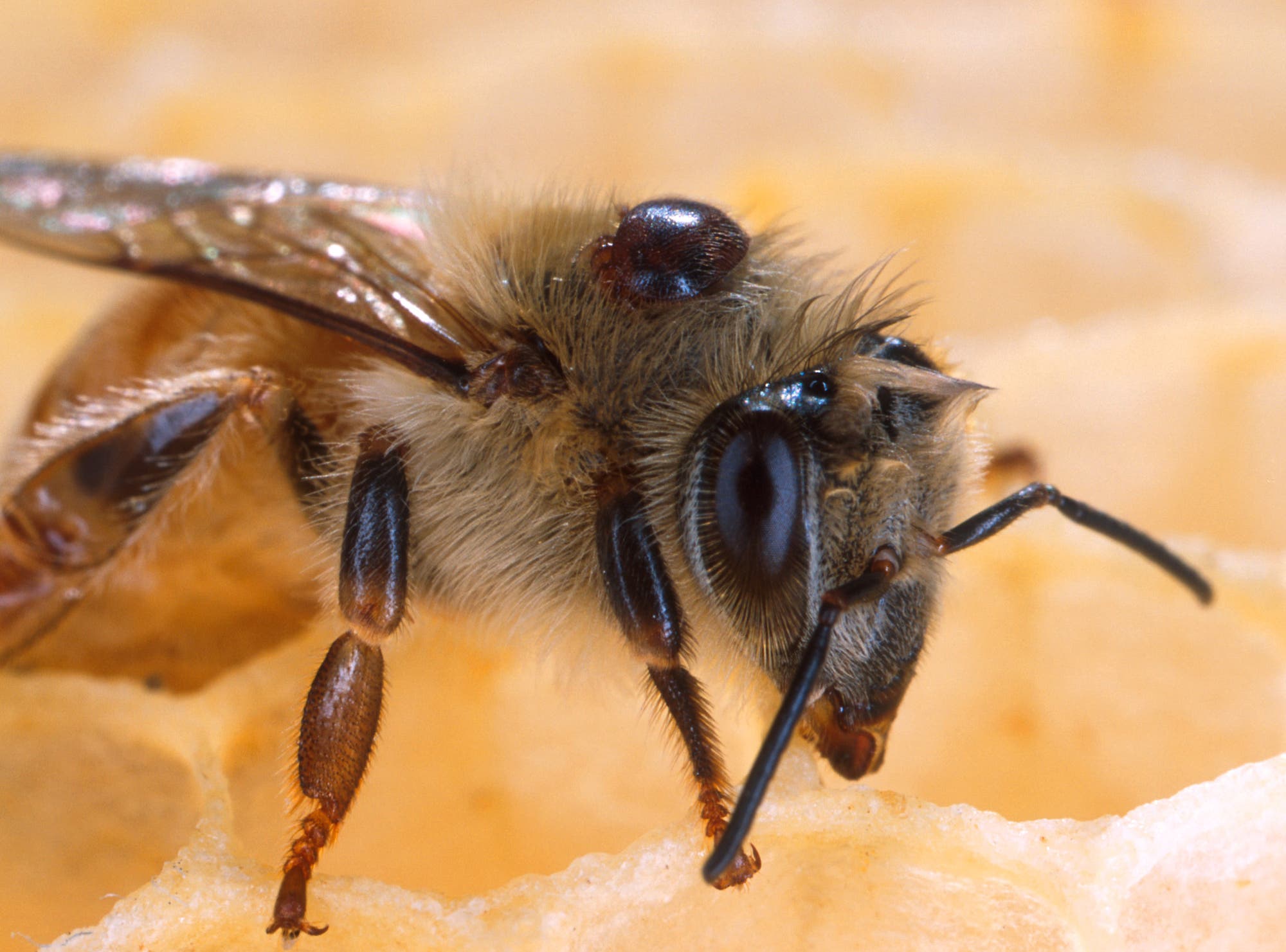 Biene mit Varroa-Milbe