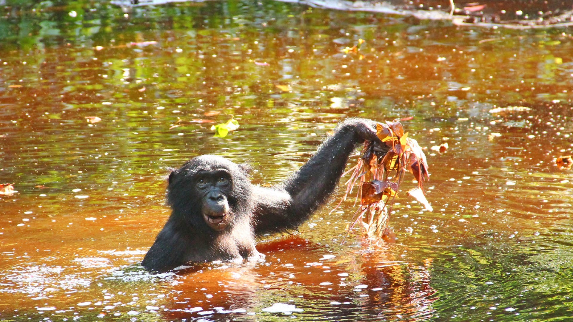 Bonobo fischt nach Tigerlotus 