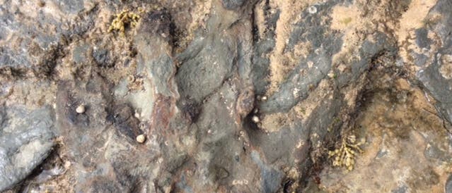 Beschädigter Fußabdruck eines Dinosauriers Beschädigter Fußabdruck eines Dinosauriers