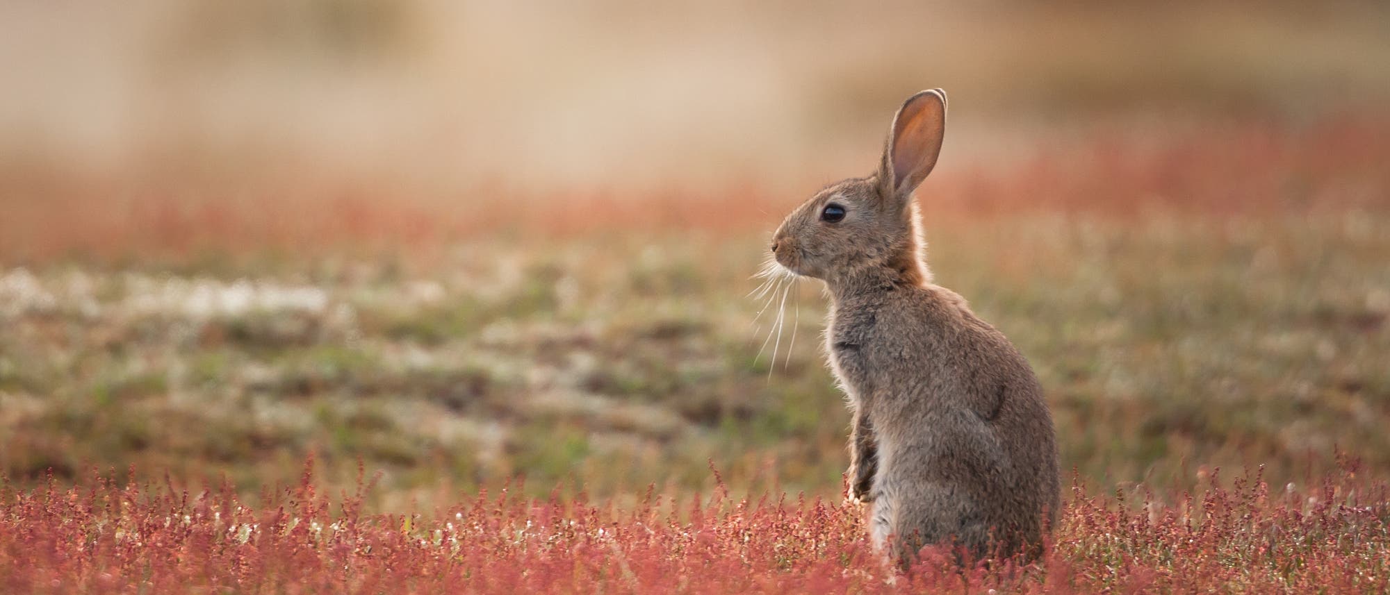Kaninchen in freier Wildbahn