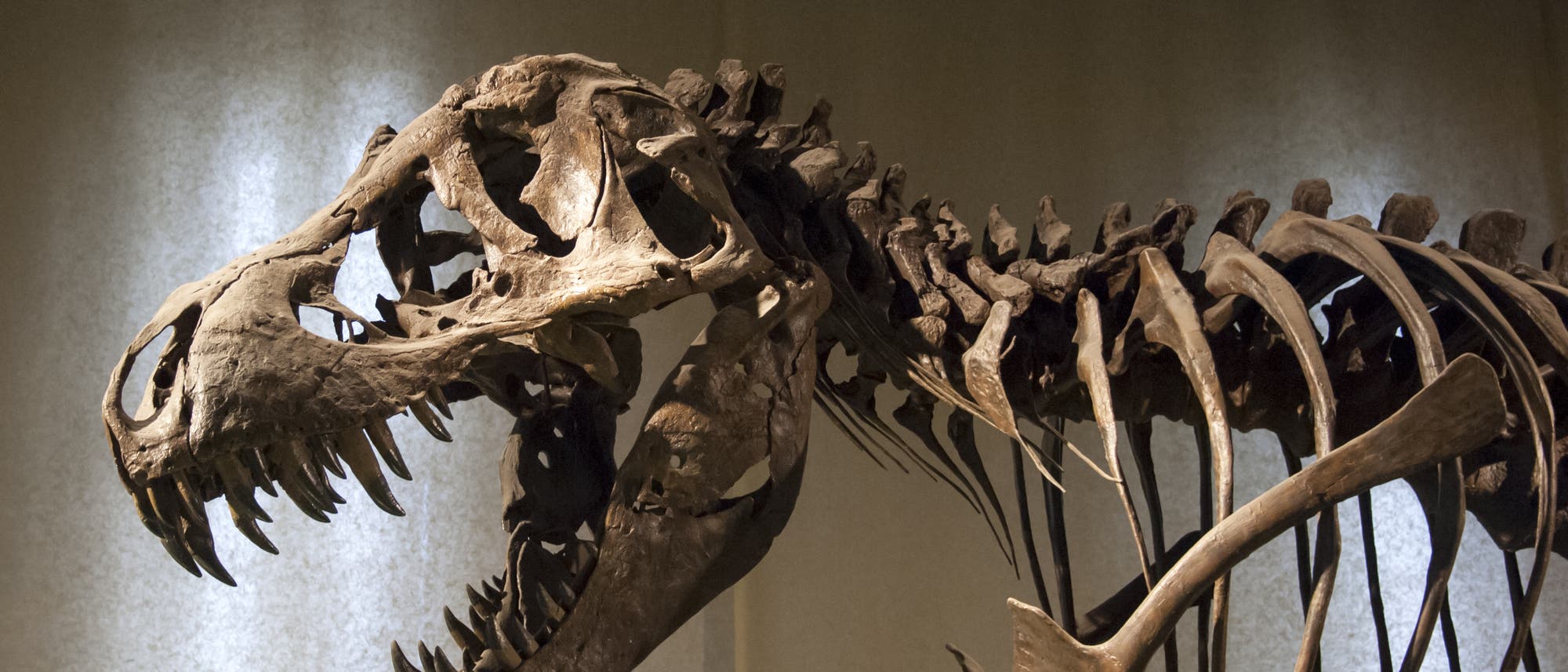 Tyrannosaurus rex Tyrannosaurus rex