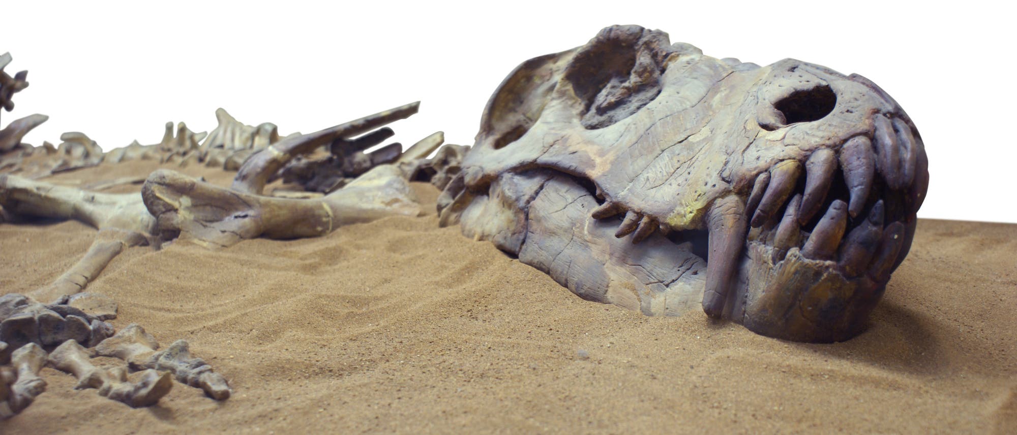 Toter Dinosaurier Toter Dinosaurier
