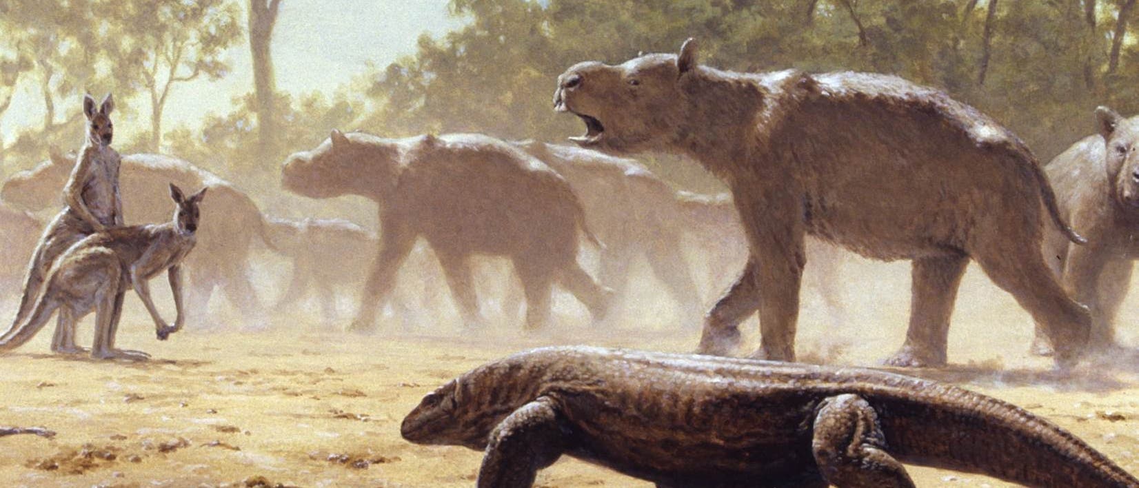 Diprotodons waren nashorngroße Verwandte der Wombats Diprotodons waren nashorngroße Verwandte der Wombats