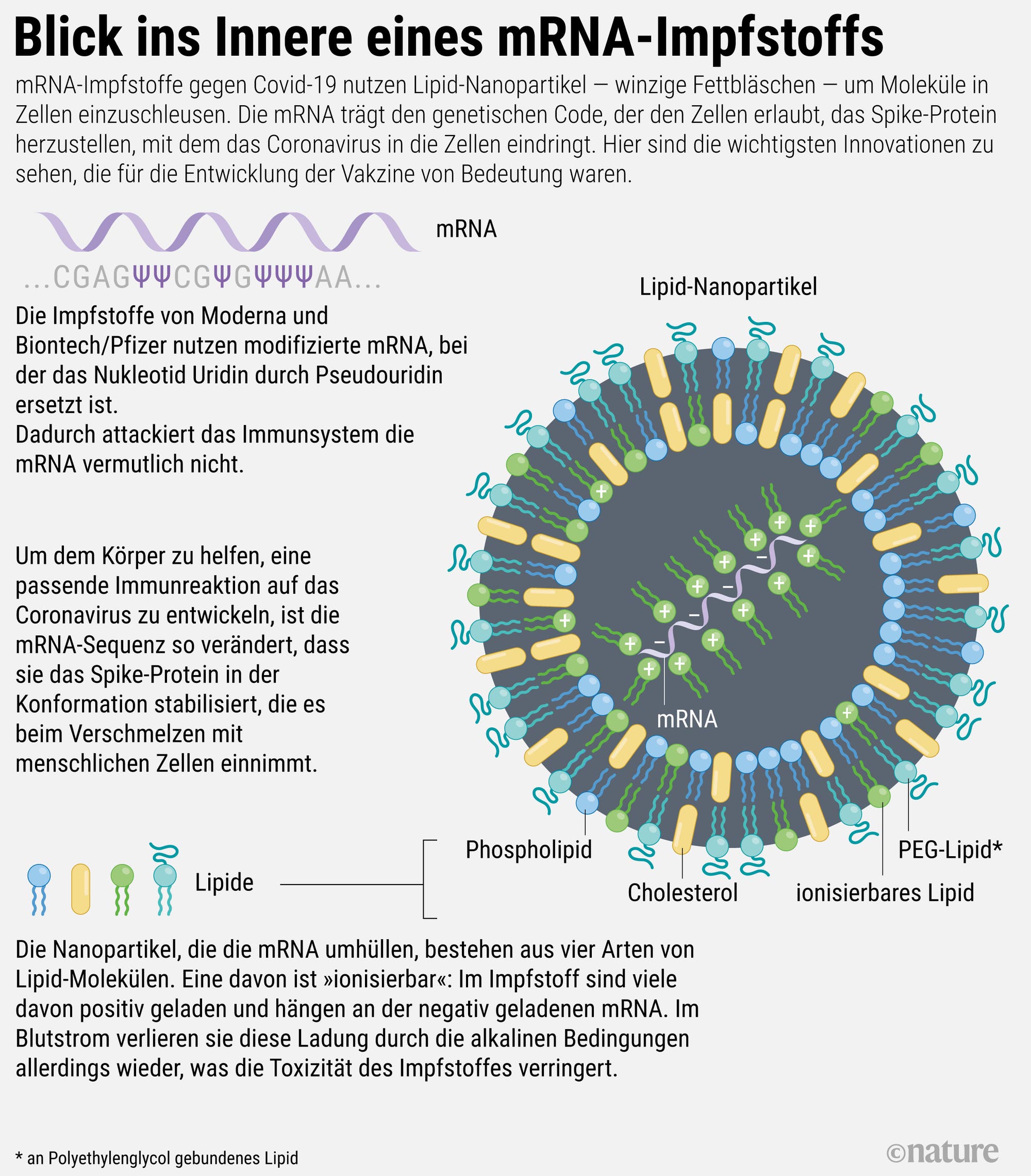 Im Inneren eines mRNA-Impfstoffs gegen Covid-19
