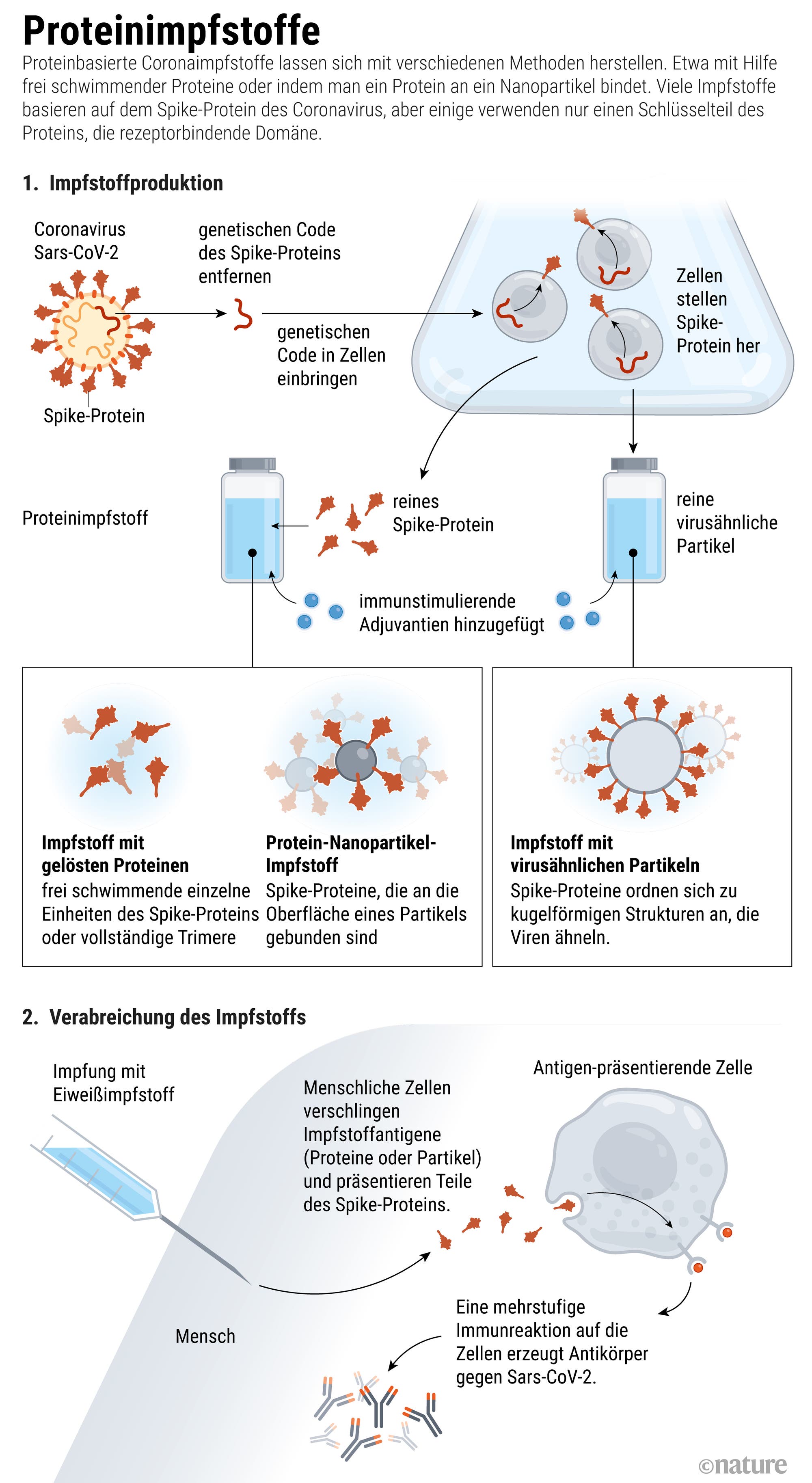 Hay varias formas de crear una vacuna Covid-19 a base de proteínas.  Por ejemplo, con la ayuda de proteínas que nadan libremente o uniendo una proteína a una nanopartícula, como muestra el gráfico.