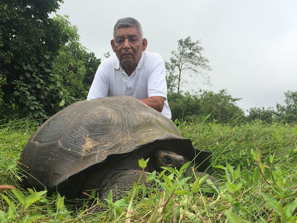 Ein Exemplar der neu entdeckten Riesenschildkrötenart