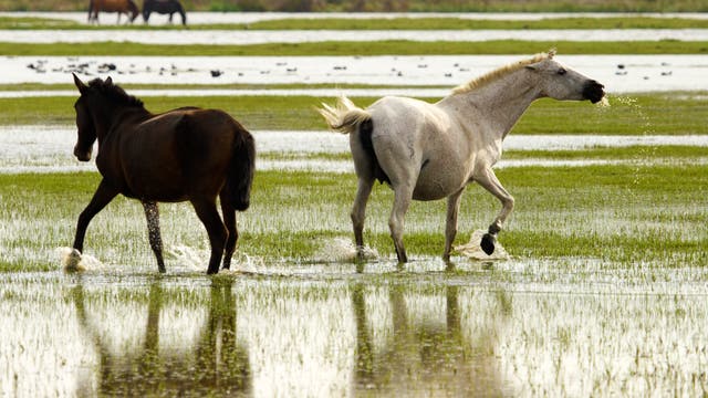 Pferde im Nationalpark Coto de Doñana 
