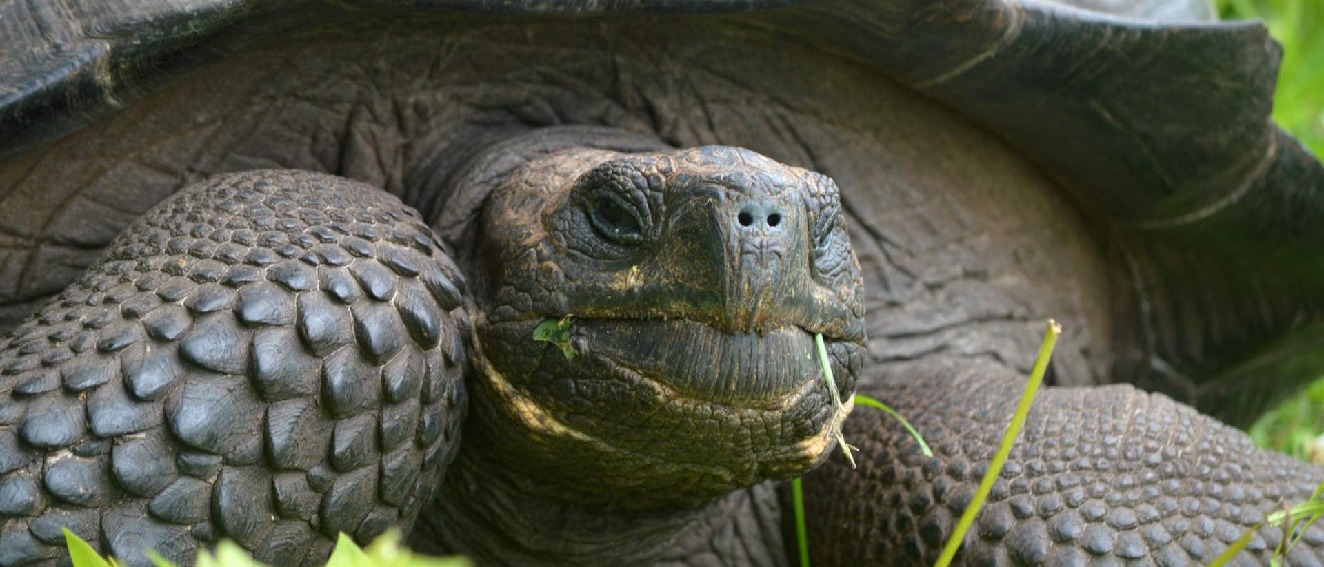 "Don-Fausto"-Riesenschildkröte "Don-Fausto"-Riesenschildkröte