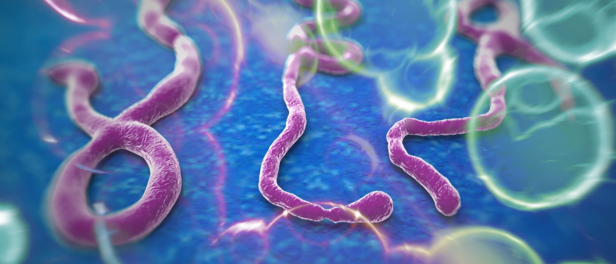 Ebola-Viren Ebola-Viren