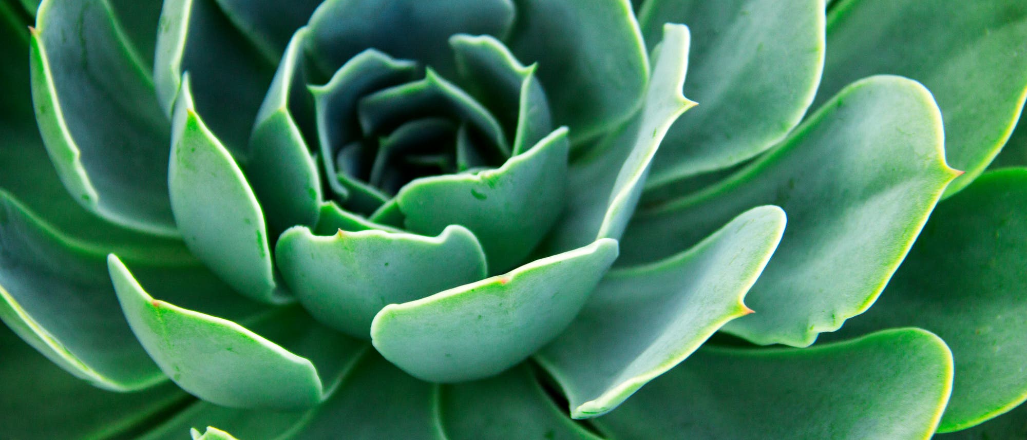 Echeveria elegans Echeveria elegans