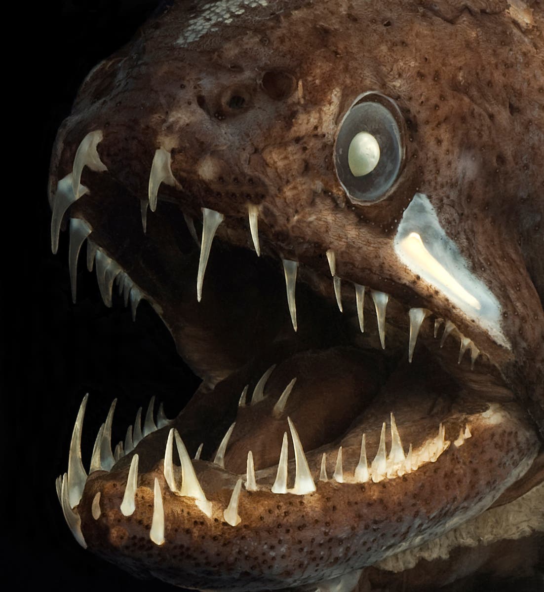 Drachenfische tragen sogar auf der Zunge Zähne